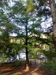 Taxodium distichum