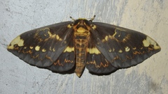 Citheronioides collaris