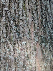 Taxodium distichum