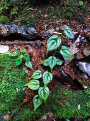 Philodendron toshibae