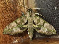 Xylophanes zurcheri