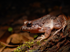 Leptodactylus colombiensis