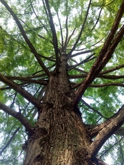 Taxodium distichum