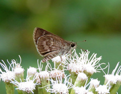 Callimormus corades