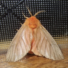 Thoscora