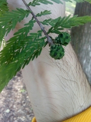 Taxodium distichum