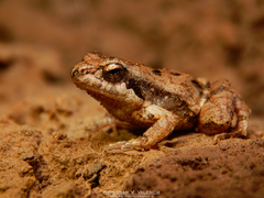 Physalaemus fischeri