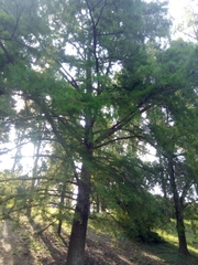 Taxodium distichum