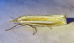 Crambus laqueatellus