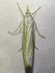 Crambus laqueatellus