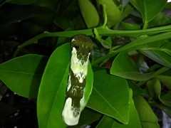 Heraclides androgeus laodocus