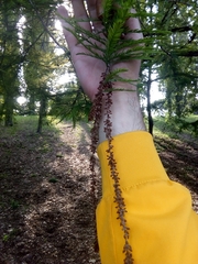 Taxodium distichum