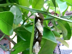 Heraclides androgeus laodocus