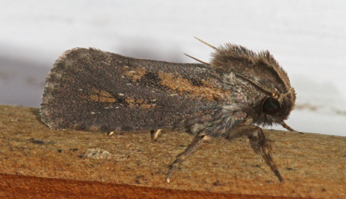 Clemens' Grass Tubeworm Moth from Edwards County, TX, USA on September ...