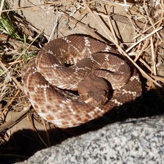 Crotalus ruber