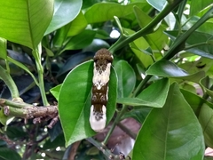 Heraclides androgeus laodocus