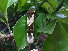 Heraclides androgeus laodocus