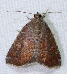 Amyna bullula