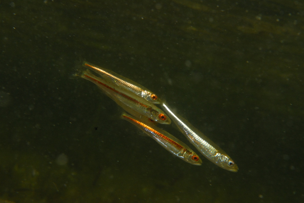 Endora's Hardyhead