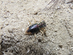 Tetracha sobrina