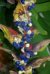 Heliconia platystachys