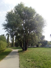 Salix alba