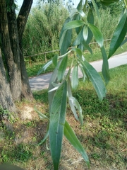 Salix alba