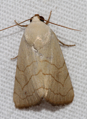 Bagisara buxea
