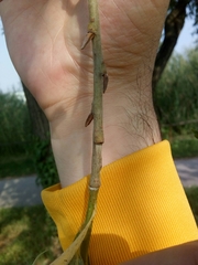 Salix alba