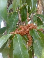 Salix alba