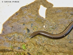 Ophiodes
