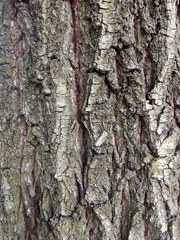 Salix alba