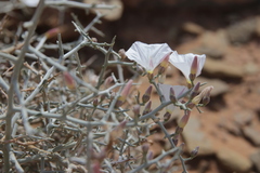 Convolvulus trabutianus image