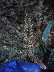 Blechnum membranaceum