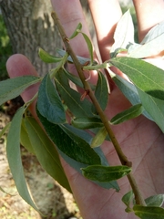 Salix alba