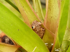 Osteocephalus oophagus
