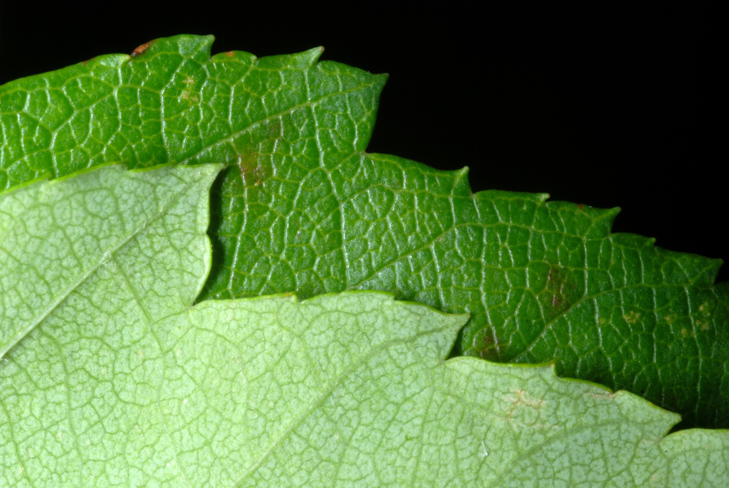 Malus coronaria, Yates County, NY, USA