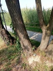 Salix alba