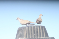 Streptopelia decaocto