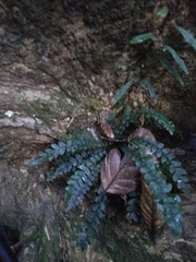 Blechnum membranaceum