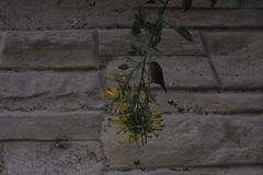 Leiothlypis celata