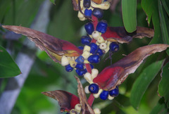 Heliconia platystachys