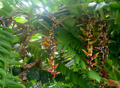 Heliconia platystachys