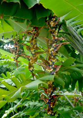 Heliconia platystachys