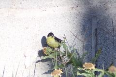 Spinus psaltria