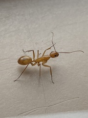 Camponotus festinatus