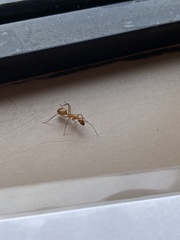 Camponotus festinatus