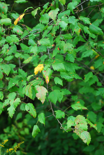 Malus coronaria