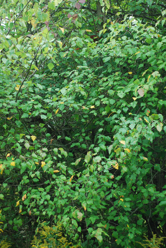 Malus coronaria