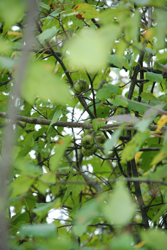 Malus coronaria